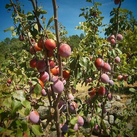 Quinta Do Tempo 蒙希克